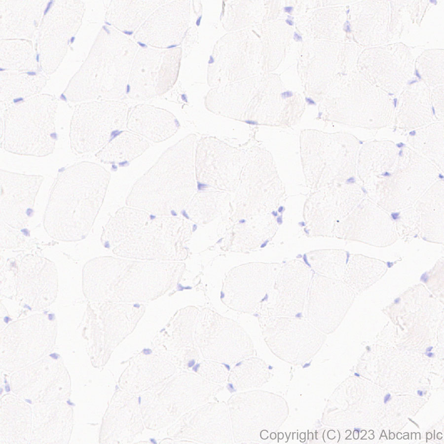 Immunohistochemistry (Formalin/PFA-fixed paraffin-embedded sections) - Anti-GABA antibody [EPR24433-9] (AB308437), expandable thumbnail