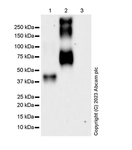 Western blot - Anti-GABA antibody [EPR24433-9] (AB308437)