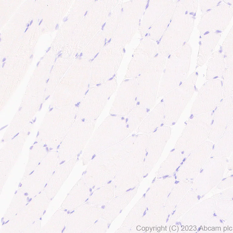 Immunohistochemistry (Formalin/PFA-fixed paraffin-embedded sections) - Anti-GABA antibody [EPR24433-9] - BSA and Azide free (AB308438)