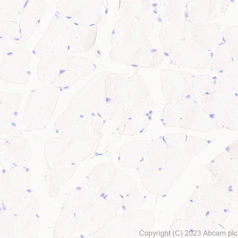 Immunohistochemistry (Formalin/PFA-fixed paraffin-embedded sections) - Anti-GABA antibody [EPR24433-9] - BSA and Azide free (AB308438)