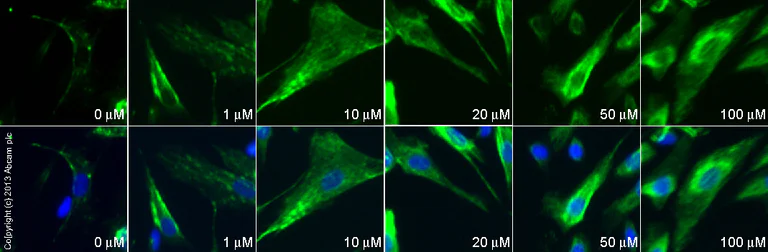 Immunocytochemistry/ Immunofluorescence - Anti-GABA B Receptor 1 antibody [2D7] (AB55051)