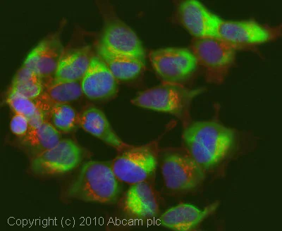Immunocytochemistry/ Immunofluorescence - Anti-GABA B Receptor 1 antibody [2D7] (AB55051)