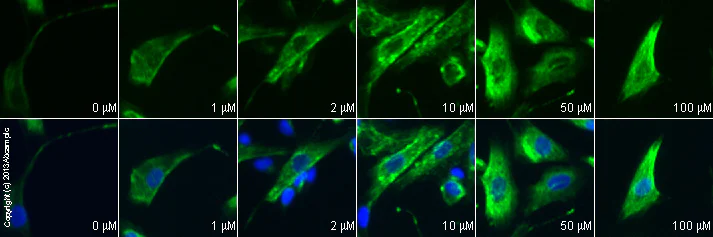 Immunocytochemistry/ Immunofluorescence - Anti-GABA B Receptor 1 antibody [2D7] (AB55051)