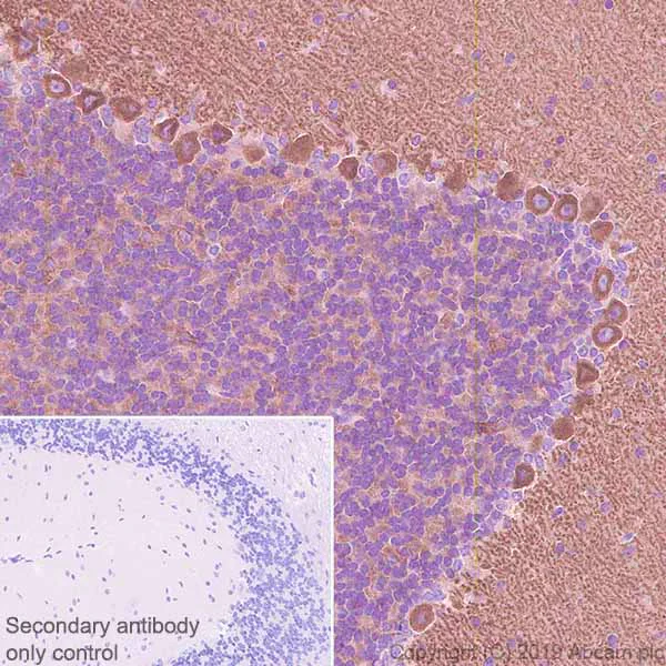 Immunohistochemistry (Formalin/PFA-fixed paraffin-embedded sections) - Anti-GABA B Receptor 1 antibody [EPR22954-47] (AB238130)