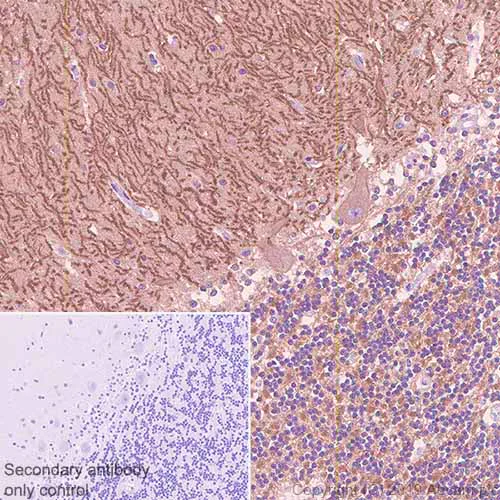 Immunohistochemistry (Formalin/PFA-fixed paraffin-embedded sections) - Anti-GABA B Receptor 1 antibody [EPR22954-47] (AB238130)