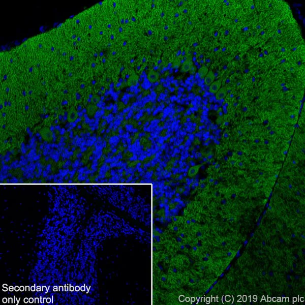 Immunohistochemistry (Frozen sections) - Anti-GABA B Receptor 1 antibody [EPR22954-47] (AB238130)