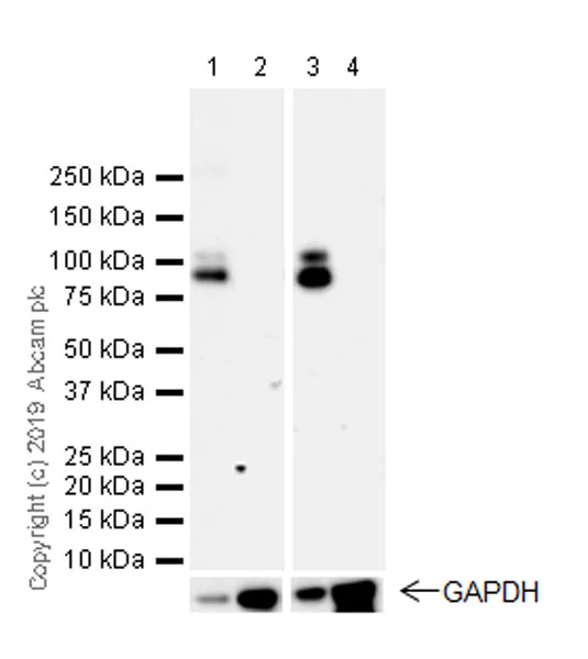 Western blot - Anti-GABA B Receptor 1 antibody [EPR22954-47] (AB238130)