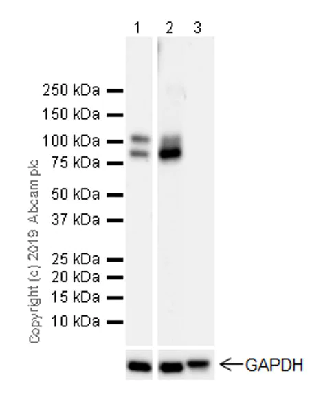 Western blot - Anti-GABA B Receptor 1 antibody [EPR22954-47] (AB238130)