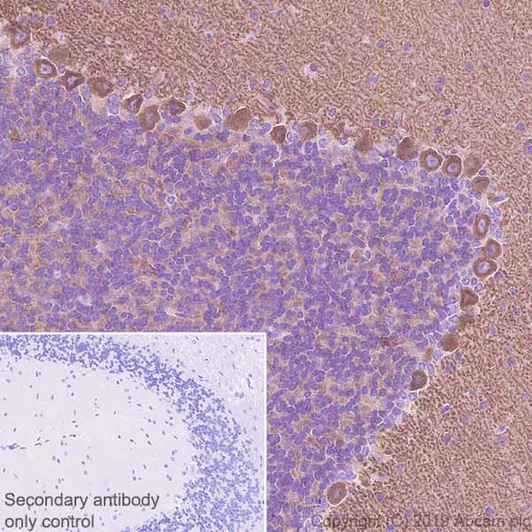 Immunohistochemistry (Formalin/PFA-fixed paraffin-embedded sections) - Anti-GABA B Receptor 1 antibody [EPR22954-47] - BSA and Azide free (AB264069), expandable thumbnail