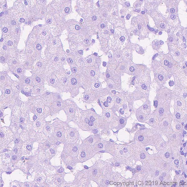 Immunohistochemistry (Formalin/PFA-fixed paraffin-embedded sections) - Anti-GABA B Receptor 1 antibody [EPR22954-47] - BSA and Azide free (AB264069), expandable thumbnail