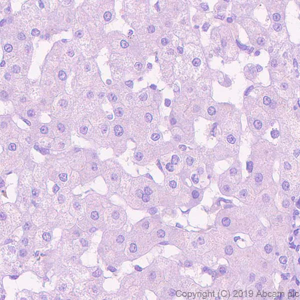 Immunohistochemistry (Formalin/PFA-fixed paraffin-embedded sections) - Anti-GABA B Receptor 1 antibody [EPR22954-47] - BSA and Azide free (AB264069)