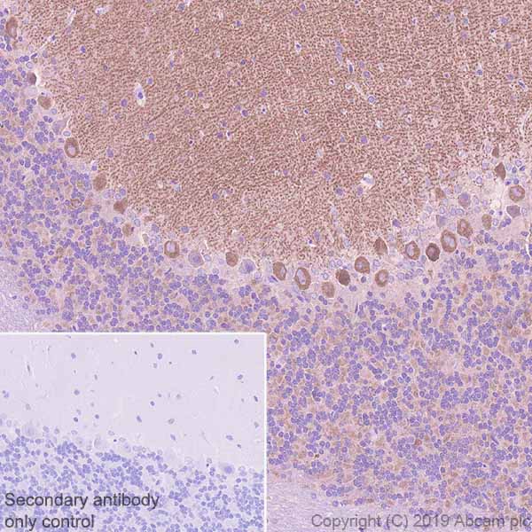 Immunohistochemistry (Formalin/PFA-fixed paraffin-embedded sections) - Anti-GABA B Receptor 1 antibody [EPR22954-47] - BSA and Azide free (AB264069), expandable thumbnail