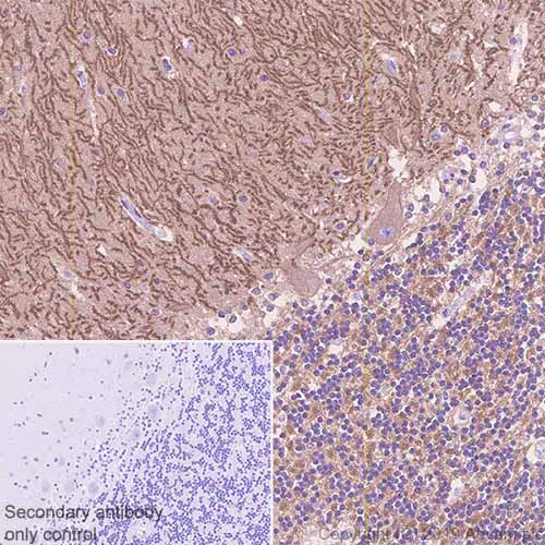 Immunohistochemistry (Formalin/PFA-fixed paraffin-embedded sections) - Anti-GABA B Receptor 1 antibody [EPR22954-47] - BSA and Azide free (AB264069), expandable thumbnail