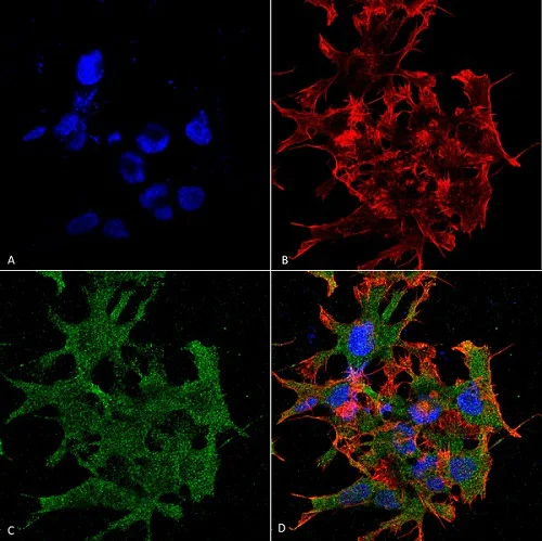Immunocytochemistry/ Immunofluorescence - Anti-GABA B Receptor 1 antibody [N93A/49] (AB134314)