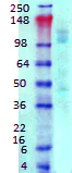 Western blot - Anti-GABA B Receptor 1 antibody [N93A/49] (AB134314)