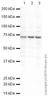 Western blot - Anti-GABA Transporter 1 / GAT 1 antibody (AB426)