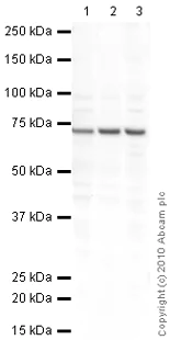Western blot - Anti-GABA Transporter 1 / GAT 1 antibody (AB426)