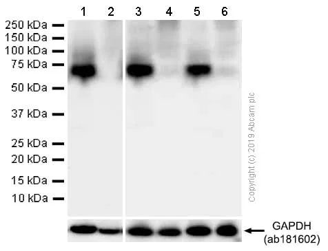 Western blot - Anti-GABA Transporter 1 / GAT 1 antibody [EPR12998] - BSA and Azide free (AB249987)