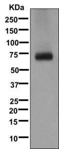 Western blot - Anti-GABA Transporter 1 / GAT 1 antibody [EPR12998] - BSA and Azide free (AB249987)