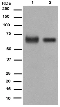 Western blot - Anti-GABA Transporter 1 / GAT 1 antibody [EPR12999(2)] - BSA and Azide free (AB250805)