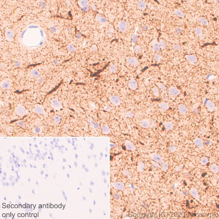 Immunohistochemistry (Formalin/PFA-fixed paraffin-embedded sections) - Anti-GABA Transporter 1 / GAT 1 antibody [EPR24202-20] (AB259971)