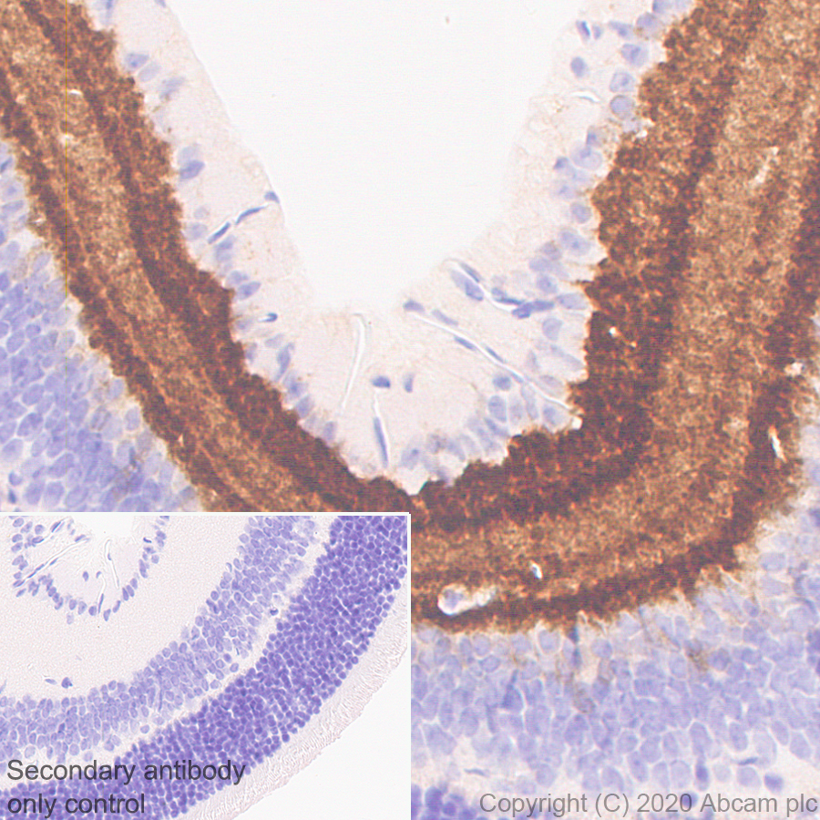 Immunohistochemistry (Formalin/PFA-fixed paraffin-embedded sections) - Anti-GABA Transporter 1 / GAT 1 antibody [EPR24202-20] (AB259971), expandable thumbnail