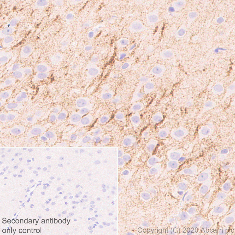 Immunohistochemistry (Formalin/PFA-fixed paraffin-embedded sections) - Anti-GABA Transporter 1 / GAT 1 antibody [EPR24202-20] (AB259971), expandable thumbnail