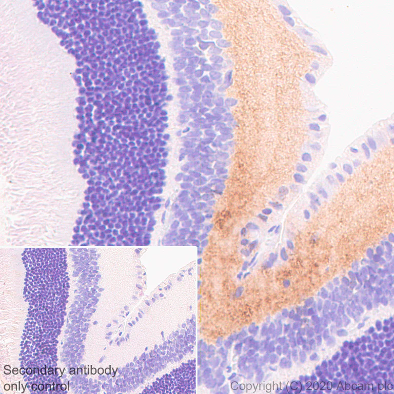Immunohistochemistry (Formalin/PFA-fixed paraffin-embedded sections) - Anti-GABA Transporter 1 / GAT 1 antibody [EPR24202-20] (AB259971)