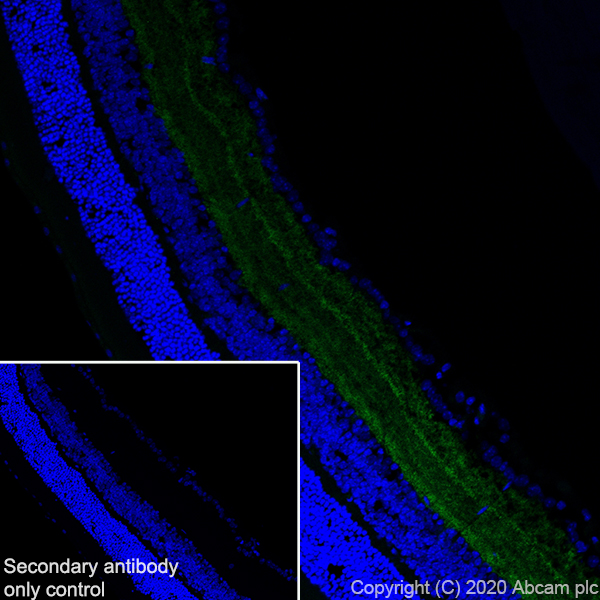Immunohistochemistry (Frozen sections) - Anti-GABA Transporter 1 / GAT 1 antibody [EPR24202-20] (AB259971), expandable thumbnail