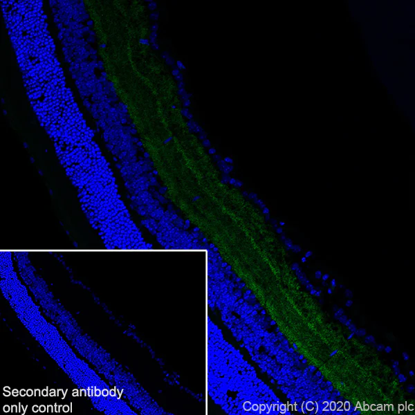 Immunohistochemistry (Frozen sections) - Anti-GABA Transporter 1 / GAT 1 antibody [EPR24202-20] - BSA and Azide free (AB277642)