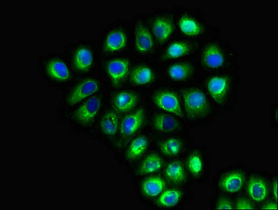 Immunocytochemistry/ Immunofluorescence - Anti-GABA Transporter 2 antibody (AB229815)