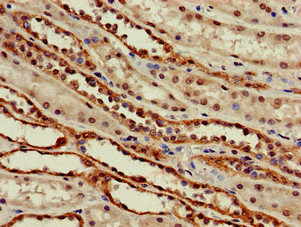 Immunohistochemistry (Formalin/PFA-fixed paraffin-embedded sections) - Anti-GABA Transporter 2 antibody (AB229815), expandable thumbnail