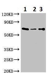 Western blot - Anti-GABA Transporter 2 antibody (AB229815), expandable thumbnail