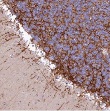 Immunohistochemistry (Formalin/PFA-fixed paraffin-embedded sections) - Anti-GABA Transporter 3 / GAT 3 antibody (AB122430)