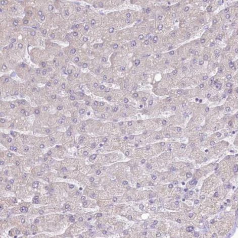 Immunohistochemistry (Formalin/PFA-fixed paraffin-embedded sections) - Anti-GABA Transporter 3 / GAT 3 antibody (AB122430)
