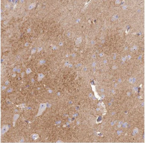 Immunohistochemistry (Formalin/PFA-fixed paraffin-embedded sections) - Anti-GABA Transporter 3 / GAT 3 antibody (AB122430)