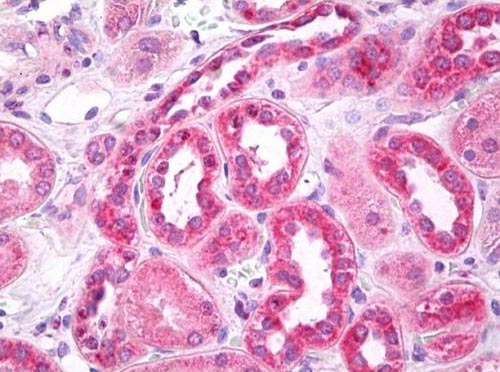 Immunohistochemistry (Formalin/PFA-fixed paraffin-embedded sections) - Anti-GABA Transporter 3 / GAT 3 antibody (AB181783), expandable thumbnail
