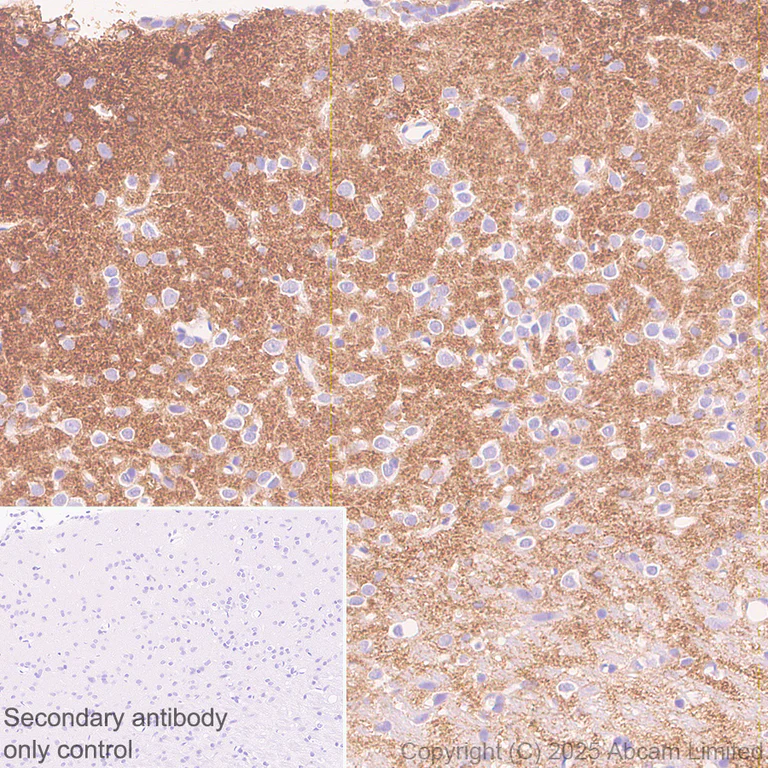 Immunohistochemistry (Formalin/PFA-fixed paraffin-embedded sections) - Anti-GABA Transporter 3 / GAT 3 antibody [EPR25153-38] (AB300559)