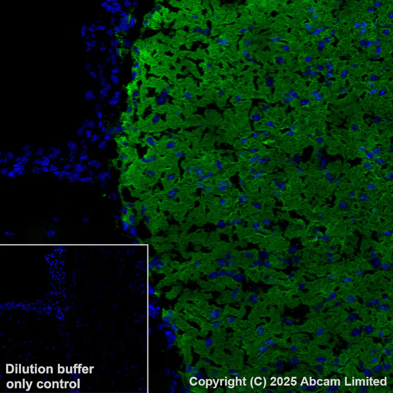 Immunohistochemistry (Frozen sections) - Anti-GABA Transporter 3 / GAT 3 antibody [EPR25153-38] (AB300559)