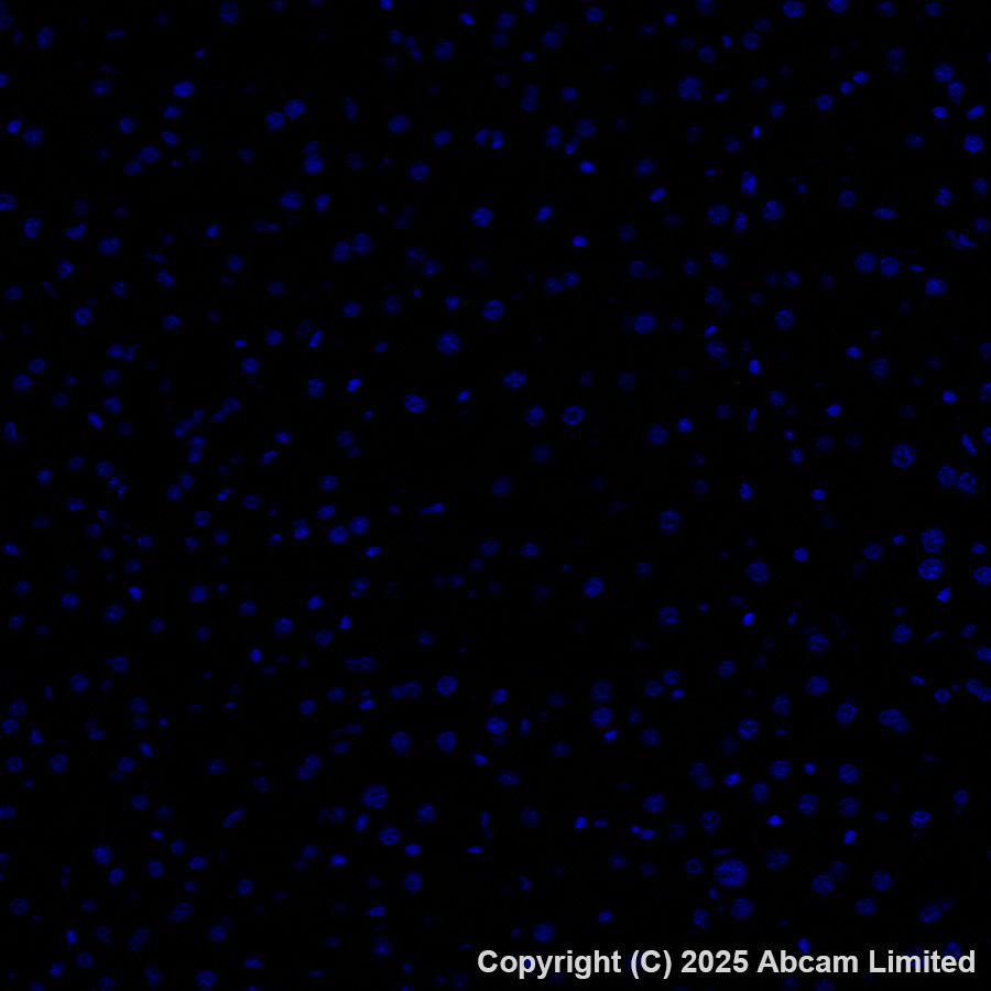 Immunohistochemistry (Frozen sections) - Anti-GABA Transporter 3 / GAT 3 antibody [EPR25153-38] (AB300559)