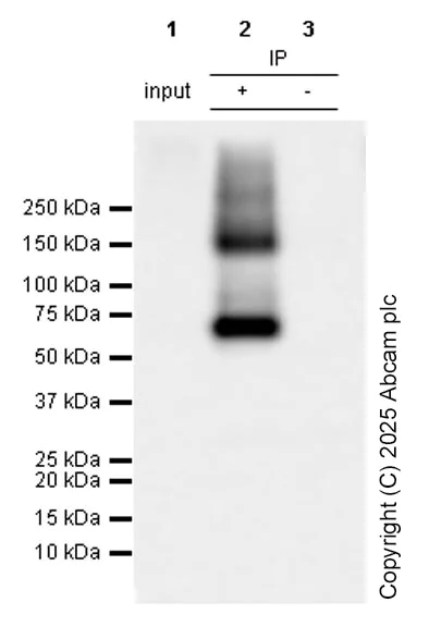 Immunoprecipitation - Anti-GABA Transporter 3 / GAT 3 antibody [EPR25153-38] (AB300559)