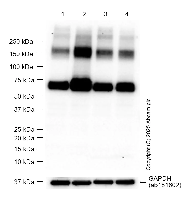 Western blot - Anti-GABA Transporter 3 / GAT 3 antibody [EPR25153-38] (AB300559)