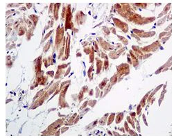 Immunohistochemistry (Formalin/PFA-fixed paraffin-embedded sections) - Anti-GABARAP antibody [EPR4806] (AB109299)