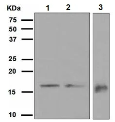 Western blot - Anti-GABARAP antibody [EPR4806] (AB109299)