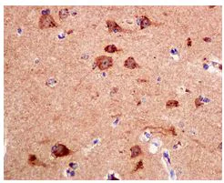 Immunohistochemistry (Formalin/PFA-fixed paraffin-embedded sections) - Anti-GABARAP antibody [EPR4806] - BSA and Azide free (AB247824)