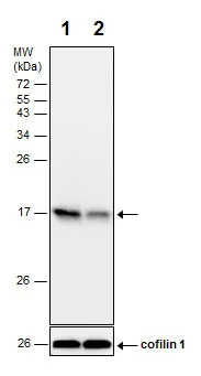 Western blot - Anti-GABARAP antibody - N-terminal (AB227732)