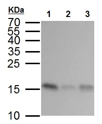 Western blot - Anti-GABARAP antibody - N-terminal (AB227732)