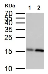 Western blot - Anti-GABARAP antibody - N-terminal (AB227732)