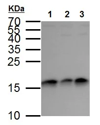 Western blot - Anti-GABARAP antibody - N-terminal (AB227732)