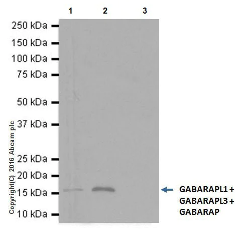 Immunoprecipitation - Anti-GABARAP + GABARAPL1 + GABARAPL3 antibody [EPR18862] (AB191888)